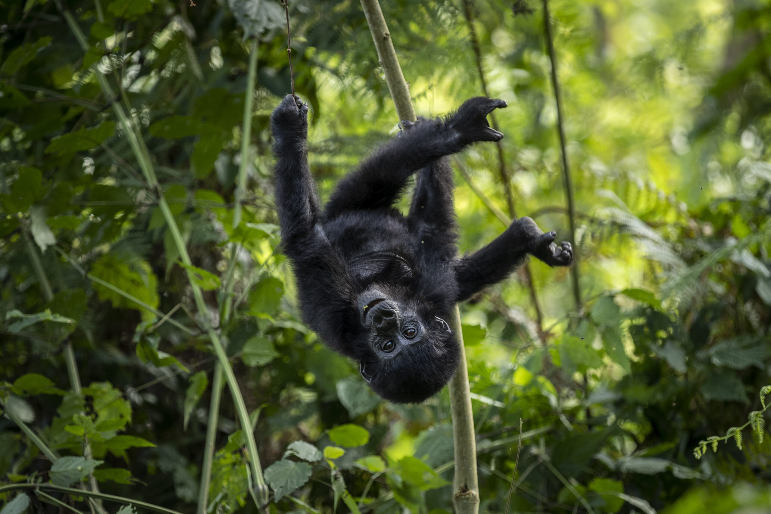 Ein Berggorillababy im Regenwald von Uganda. Die Bestände von Wildtieren nehmen weltweit drastisch ab.