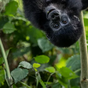 Ein Berggorillababy im Regenwald von Uganda. Die Bestände von Wildtieren nehmen weltweit drastisch ab.