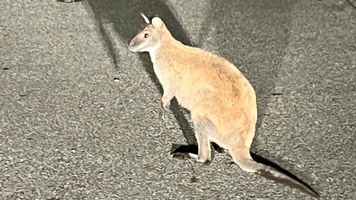 Känguru