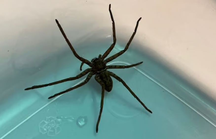 Spinne in Supermarkt in Prerow