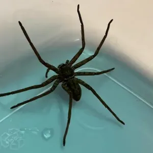 Spinne in Supermarkt in Prerow