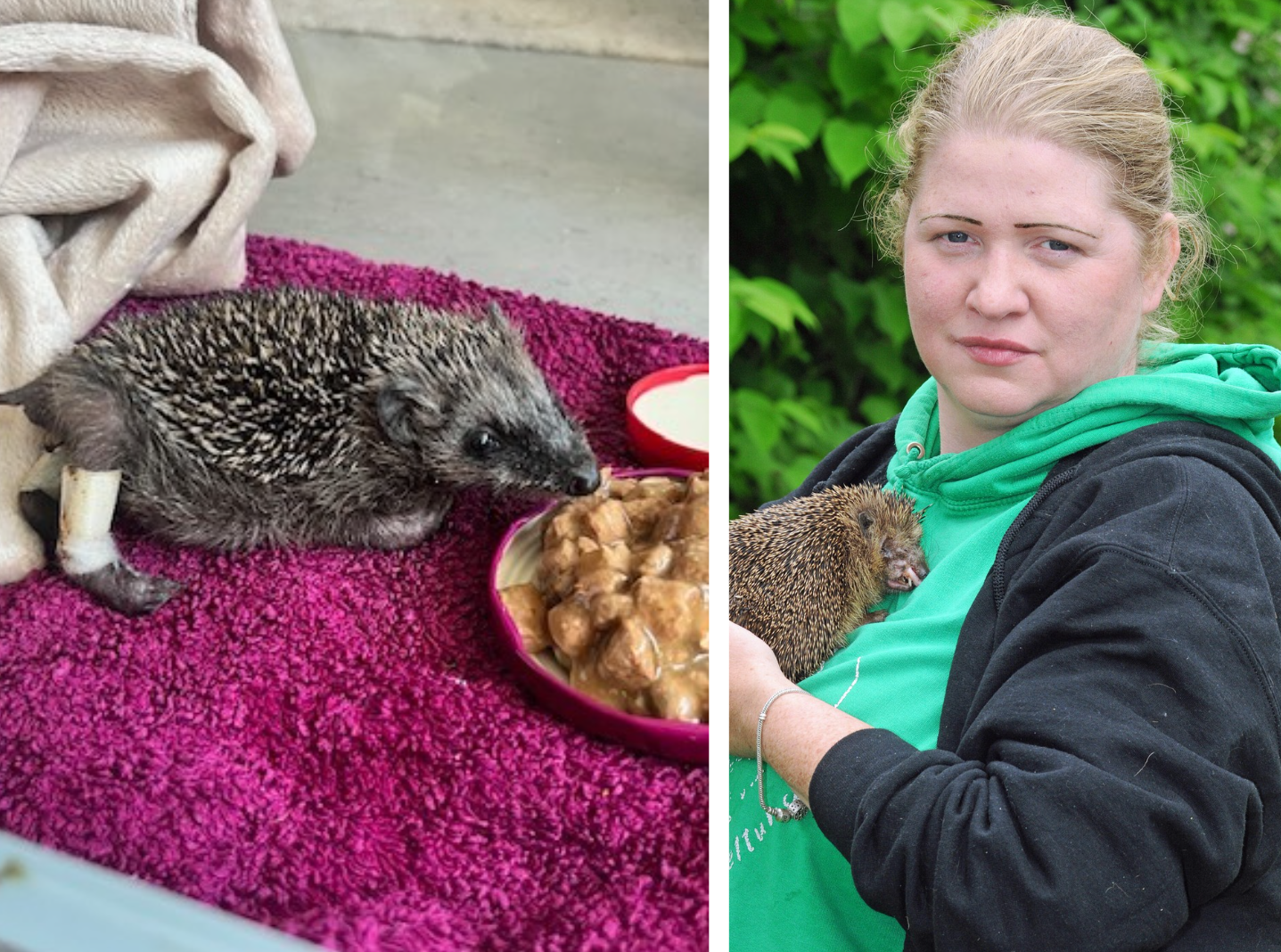 Igel „Puffi” wurde von einem Rasenroboter überfahren. Rechts ist Vanessa Haloui von der Wildtierstation „Looki“ zu sehen.