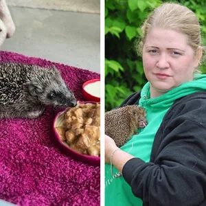 Igel „Puffi” wurde von einem Rasenroboter überfahren. Rechts ist Vanessa Haloui von der Wildtierstation „Looki“ zu sehen.