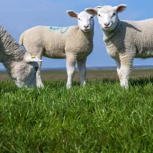 Schafe auf einem Nordsee-Deich. Die Blauzungenkrankheit breitet sich in Niedersachsen unter Wiederkäuern aus.