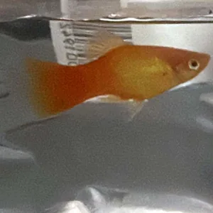 Ungewöhnliches Fundtier. Frau gibt bei Bundespolizei einen Fisch namens Gabriel ab.