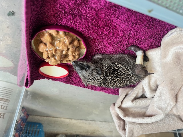 Igel „Puffi” wurde von einem Rasenroboter überfahren.