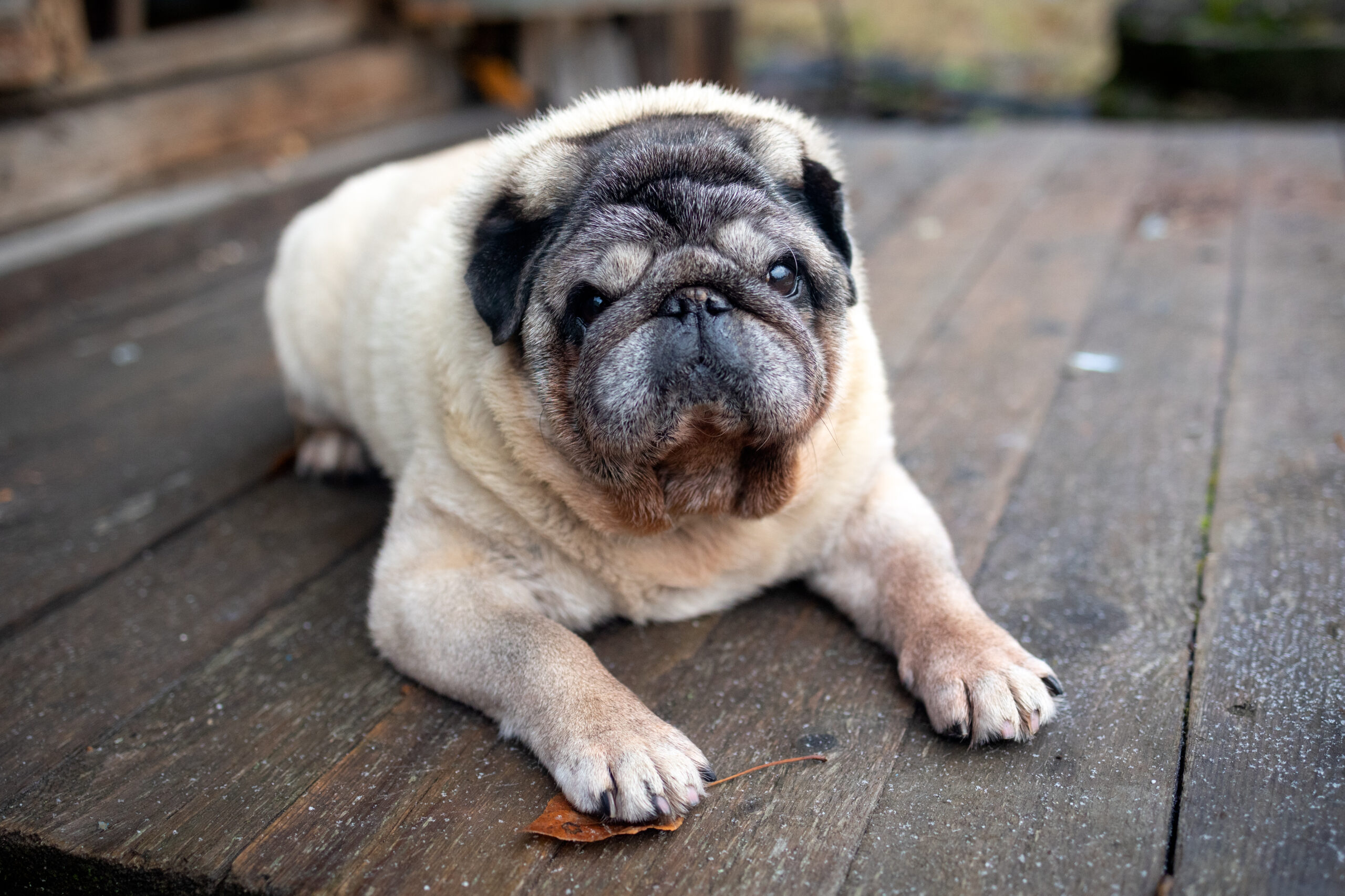 Übergewichtiger Hund