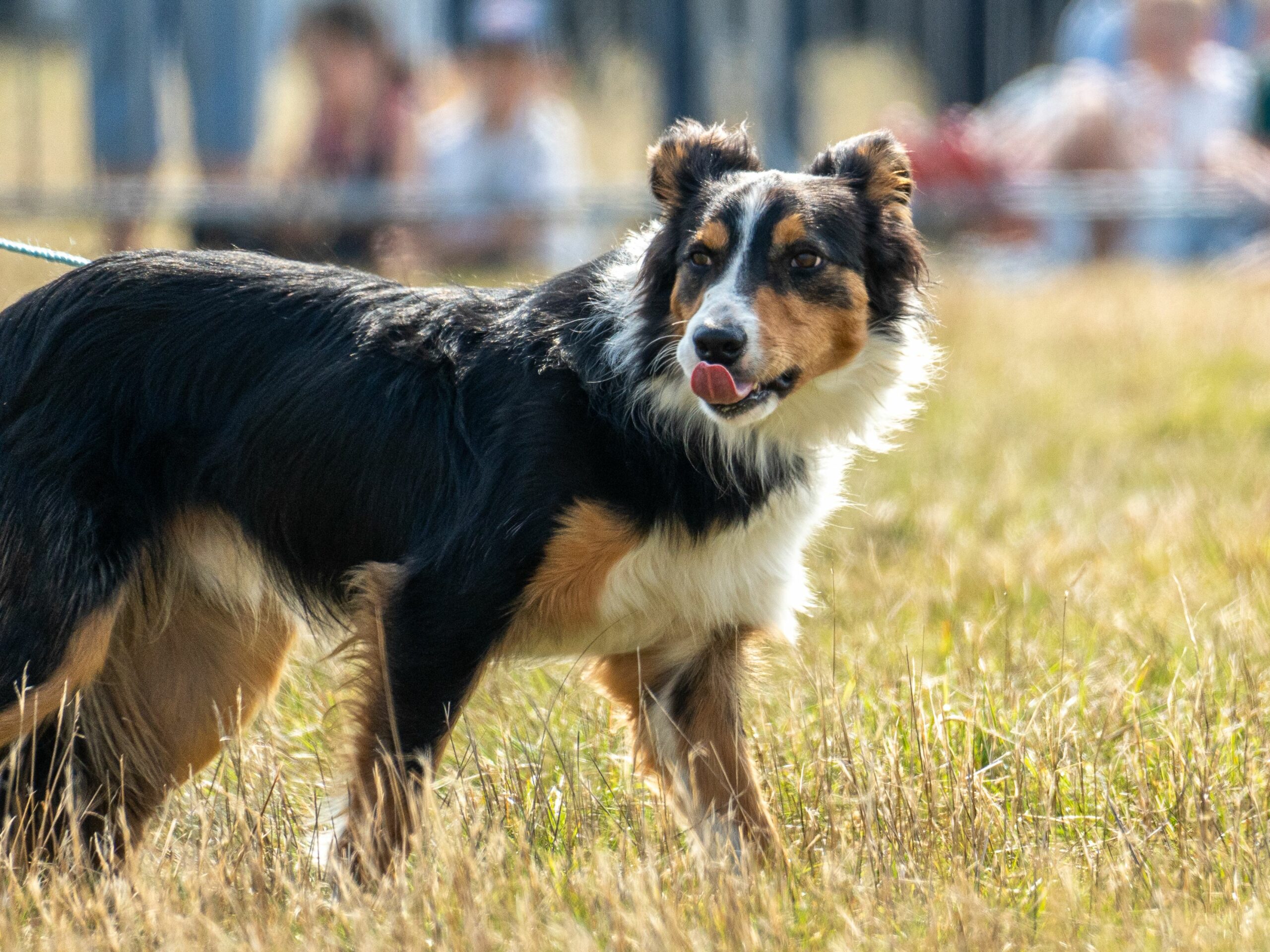 Ein Australian Shepherd