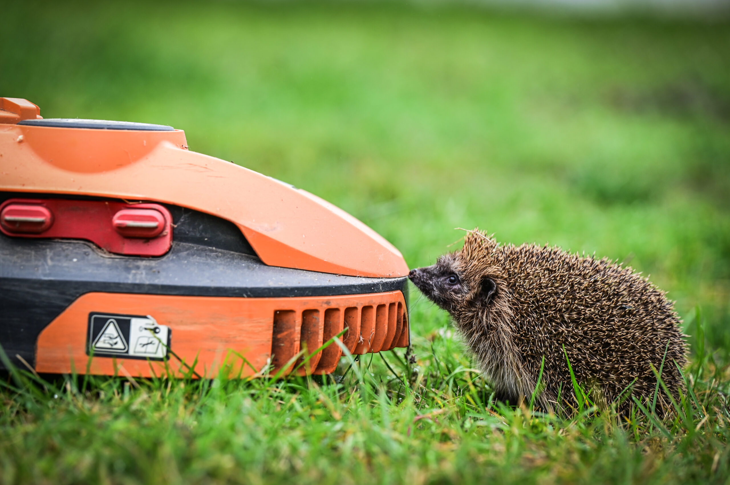 Mähroboter werden für Igel zur tödloichen Gefahr.