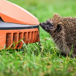 Mähroboter werden für Igel zur tödloichen Gefahr.