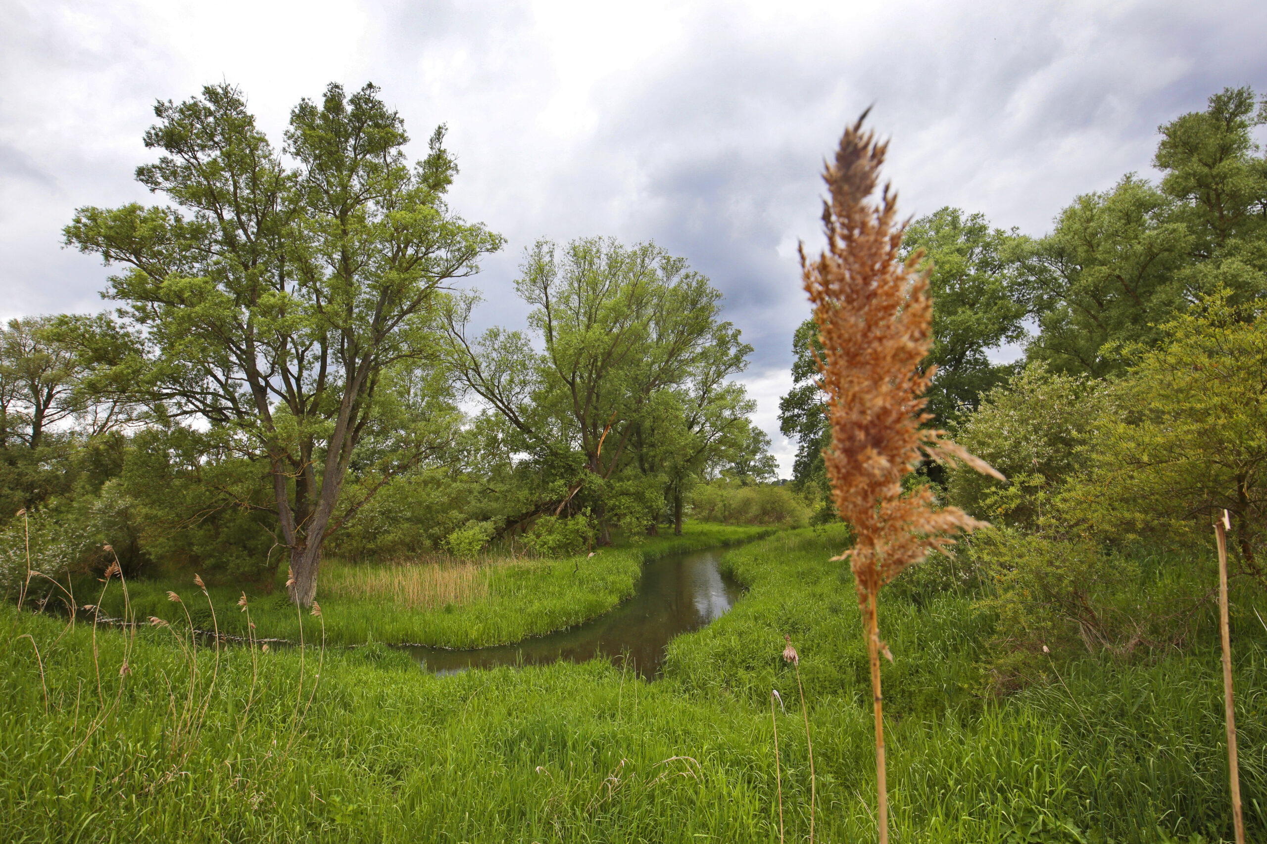 Wasserlauf inmitten des Vollhöfner Waldes