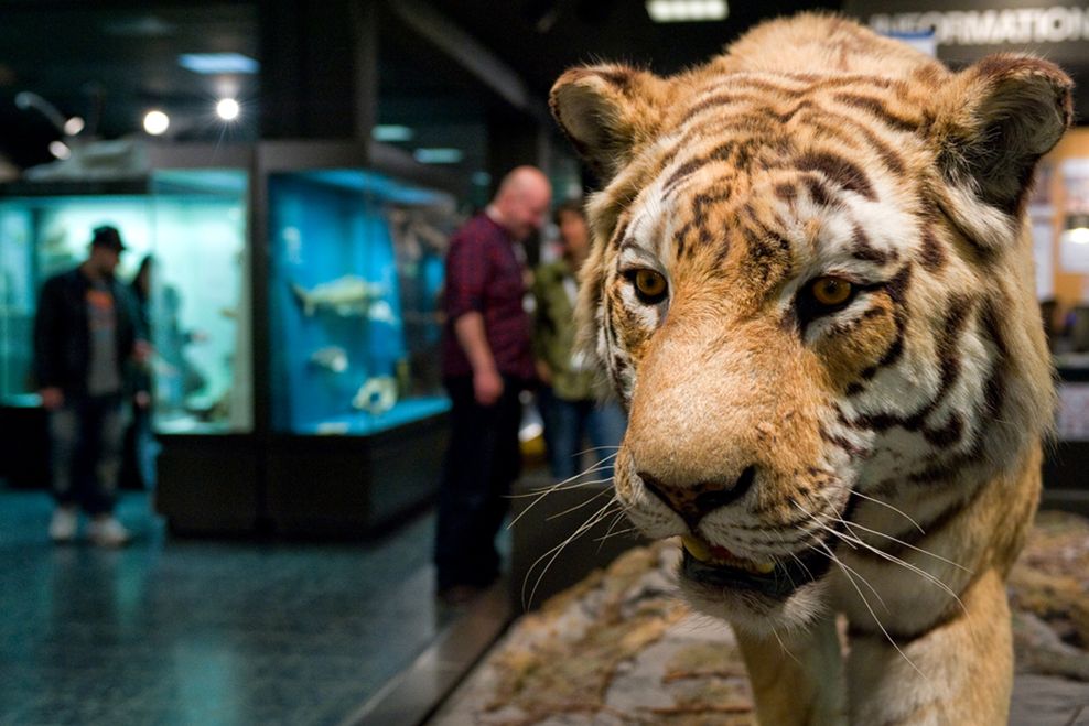 Ein ausgestopfter Tiger in einem Museum