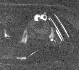 Autofahrer als Muppet verkleidet am Steuer.