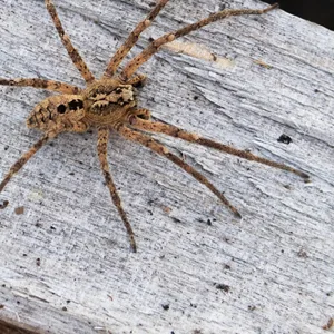 Die Nosferatu-Spinne ist inzwischen in fast ganz Deutschland verbreitet – auch in Niedersachsen.
