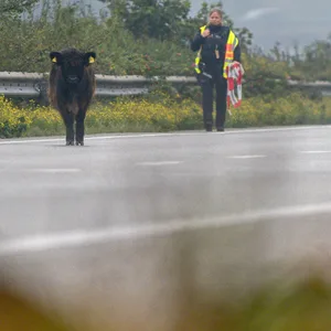 Rinder auf der A7 bei Flensburg