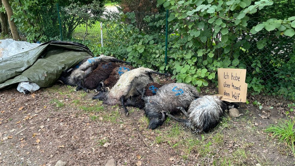 Tödlicher Unfall bei Hamburg: Hat ein Wolf den Crash ausgelöst?