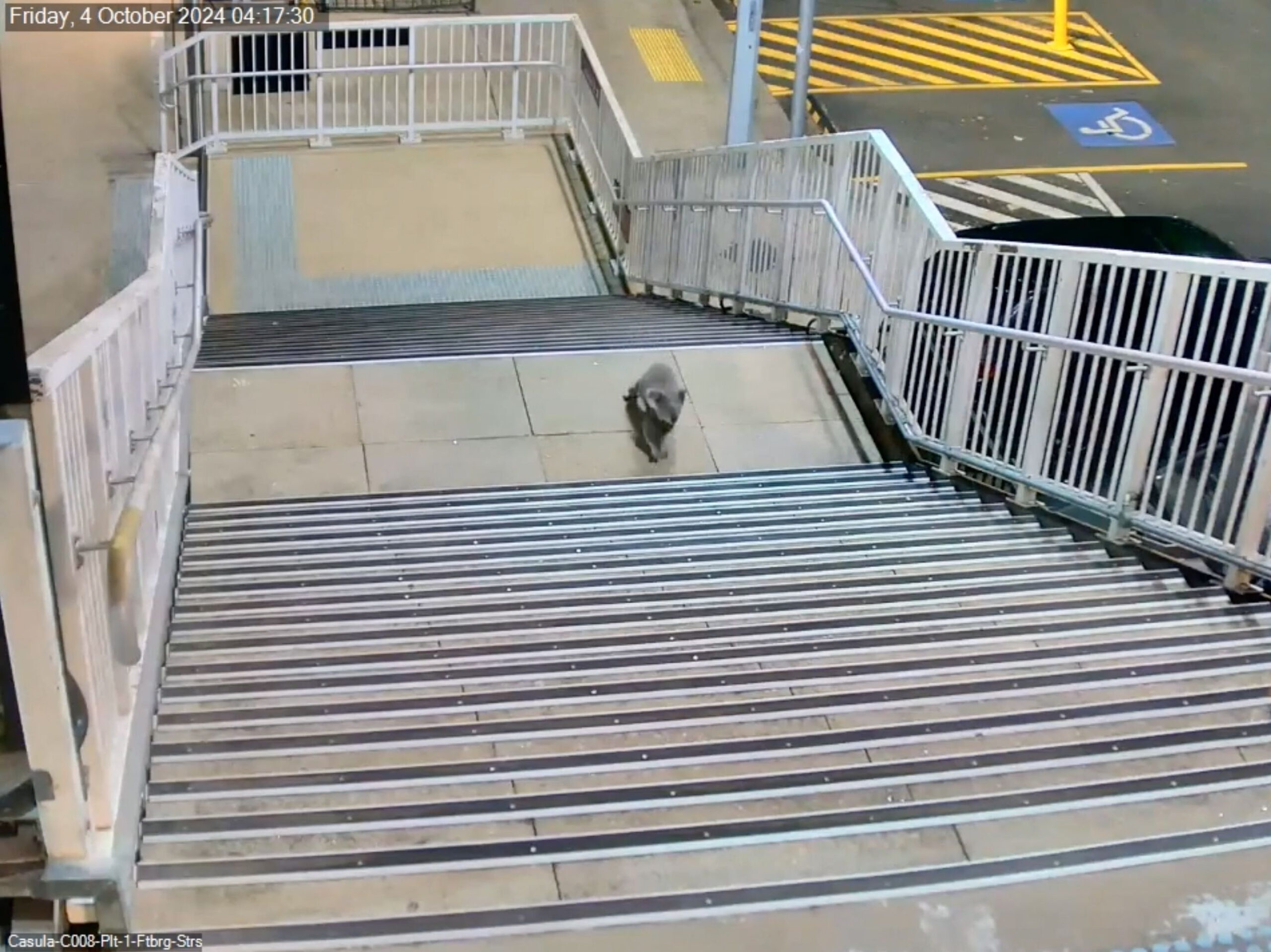 Ein Koala schlendert über den Bahnsteig am Bahnhof Casula im Südwesten Sydneys.