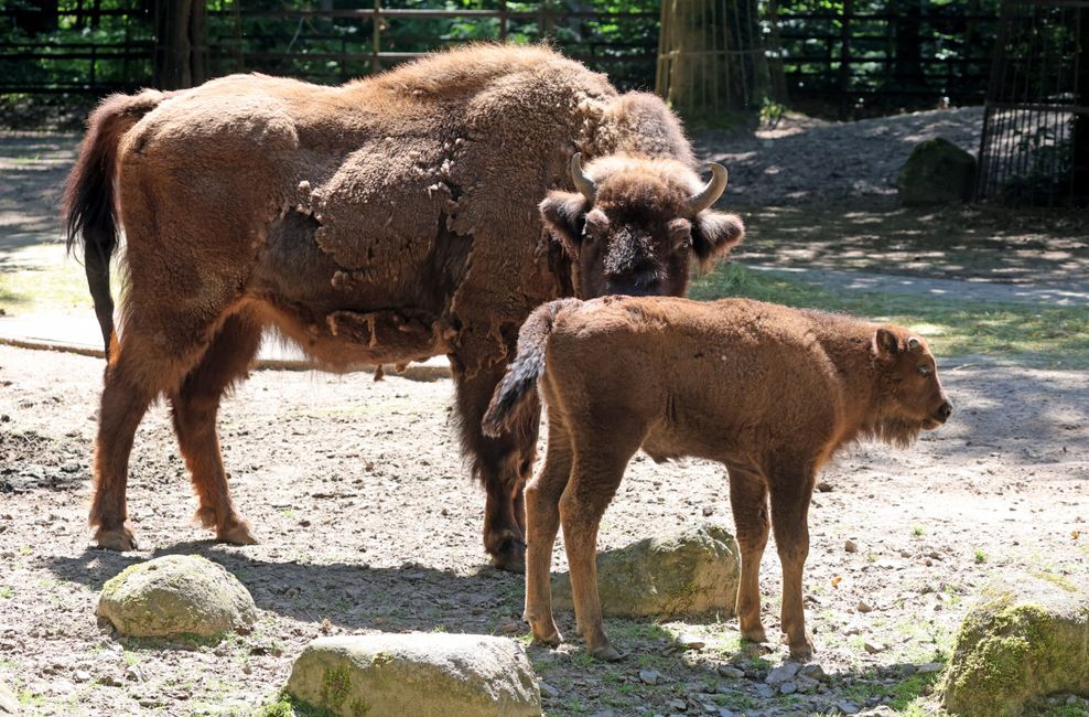 Wisentkuh mit ihrem Nachwuchs im Rostocker Zoo im Juni 2024. Die Wildrinder waren in freier Natur eigentlich schon ausgestorben, die Zuchterfolge in Zoos machen eine Wiederauswilderung möglich.