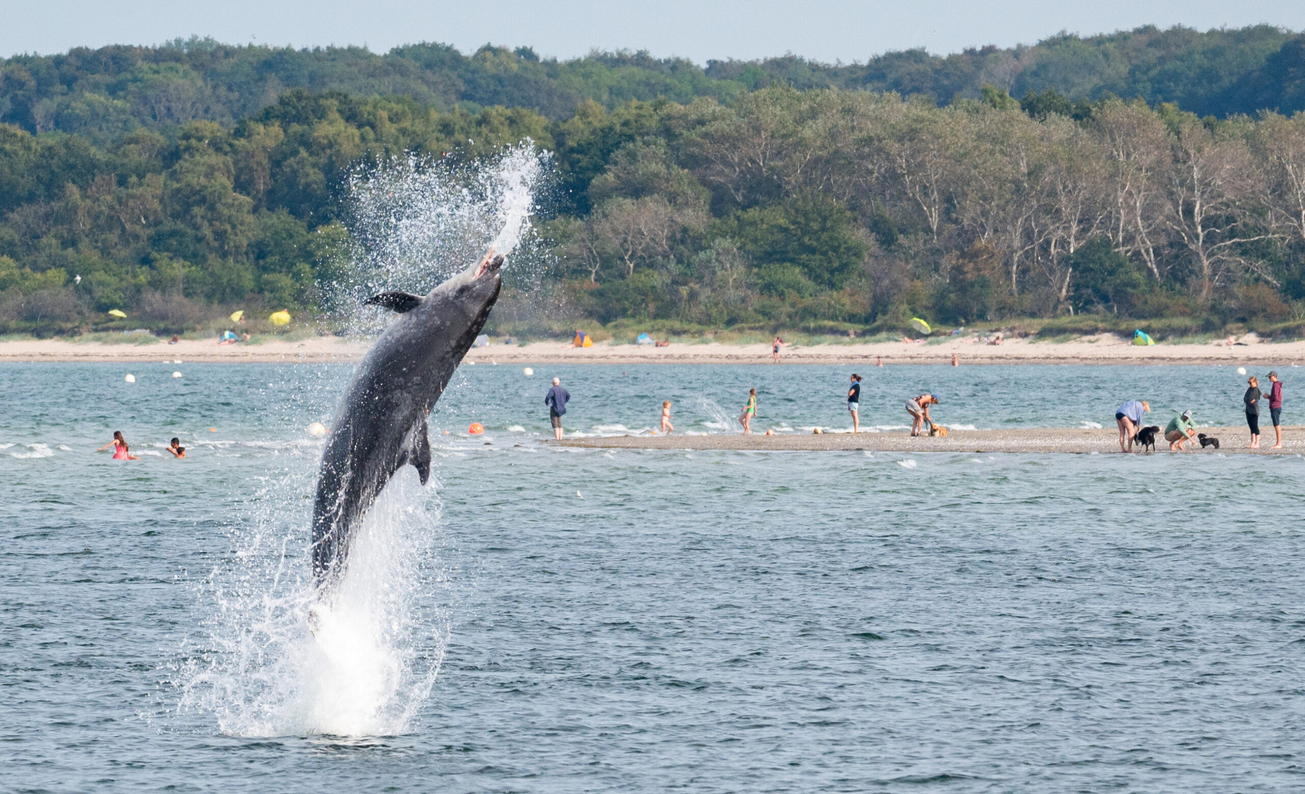 Der Delfin „Delle“ springt aus dem Wasser der Trabe. Im Hintergrund sind viele Menschen, auf einem Sandstreifen zu sehen