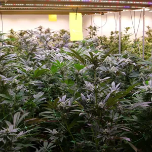 Cannabis Pflanzen in einem beleuchteten Raum