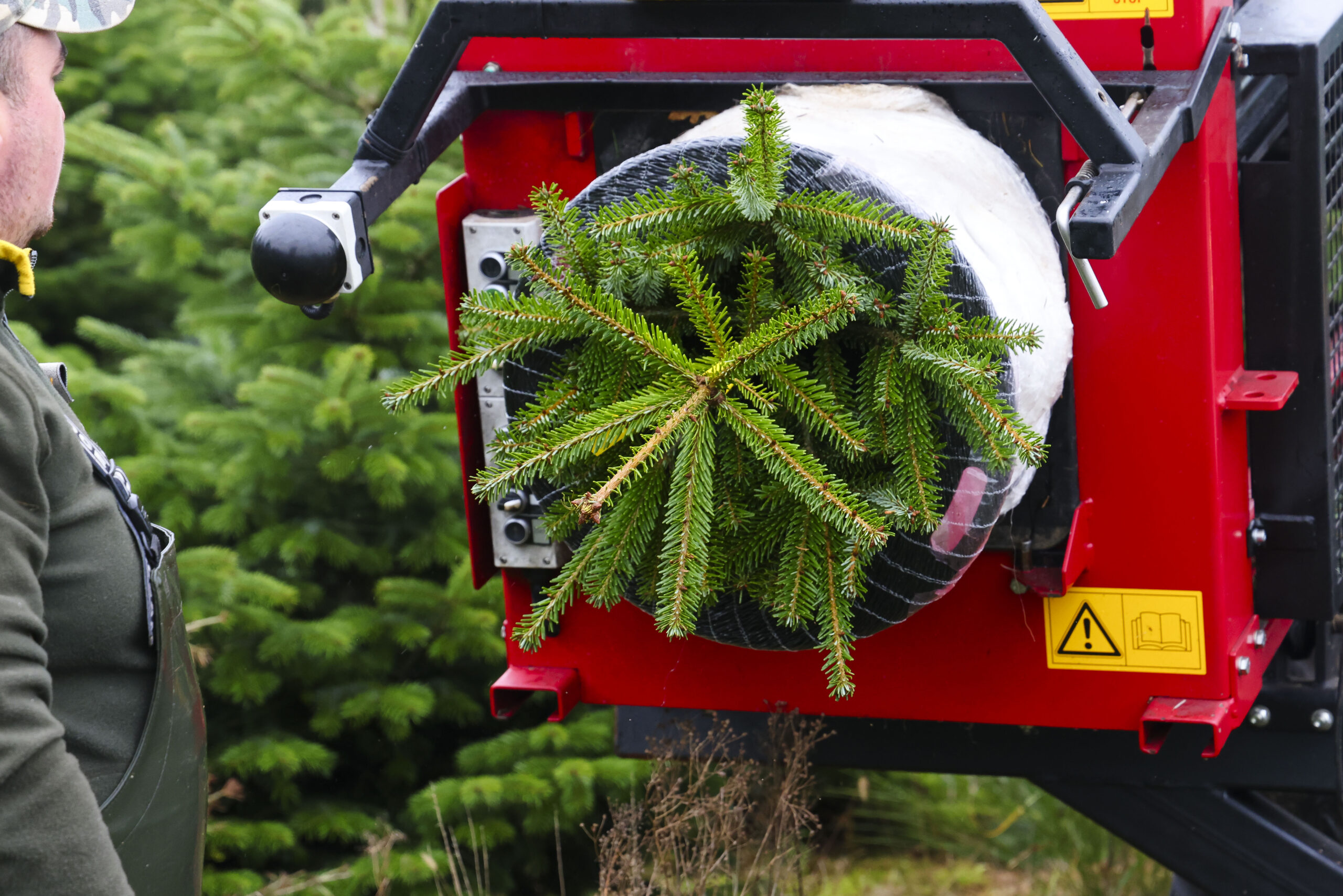 Weihnachtsbaum in Palettiermaschine