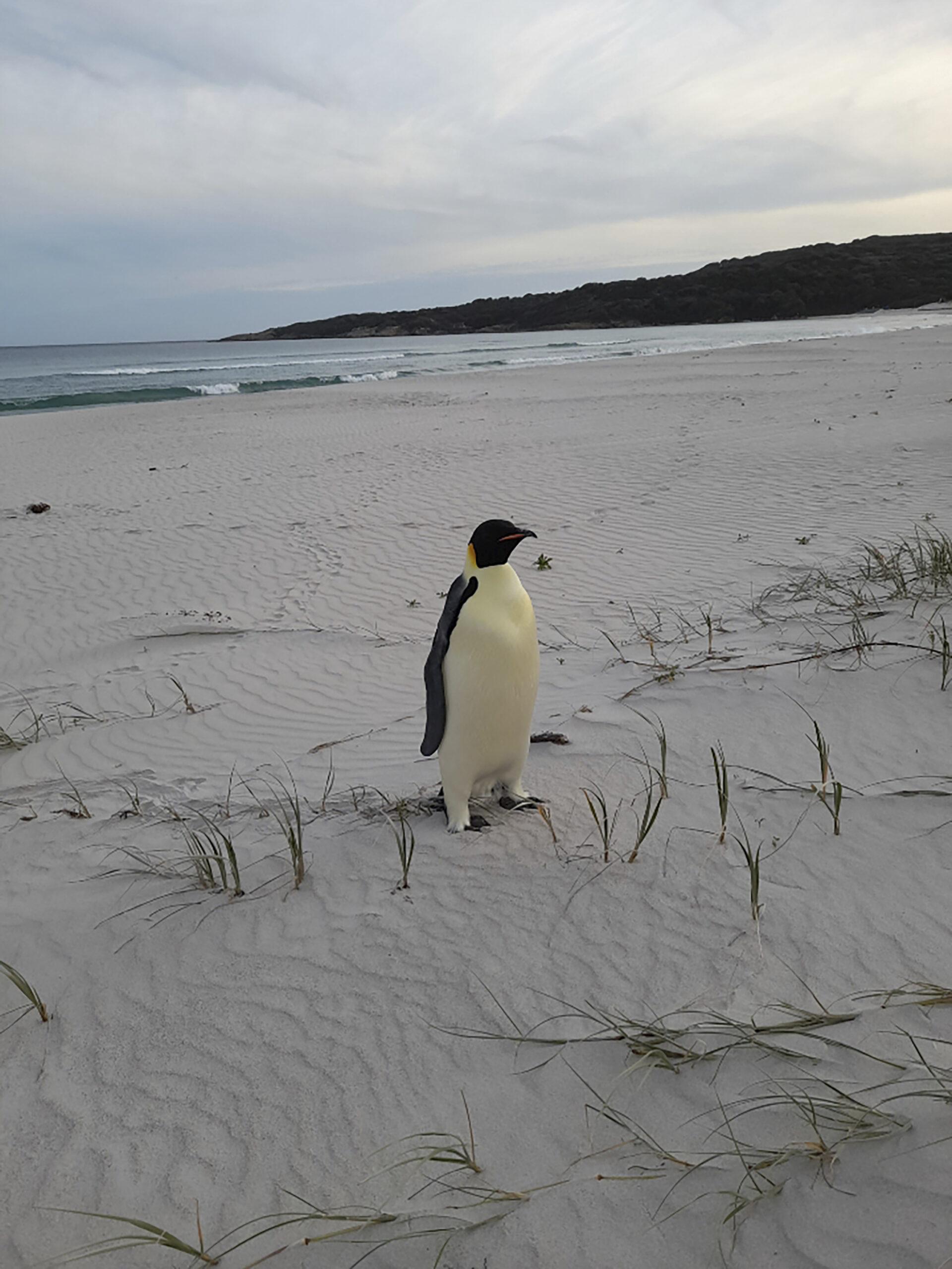 Kaiserpinguin am Strand in Australien