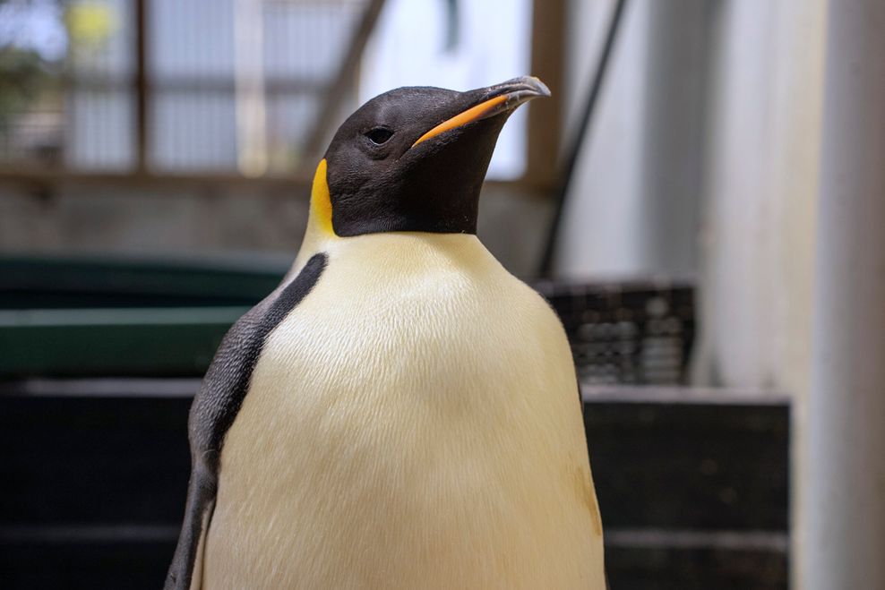 Kaiserpinguin bei der Untersuchung