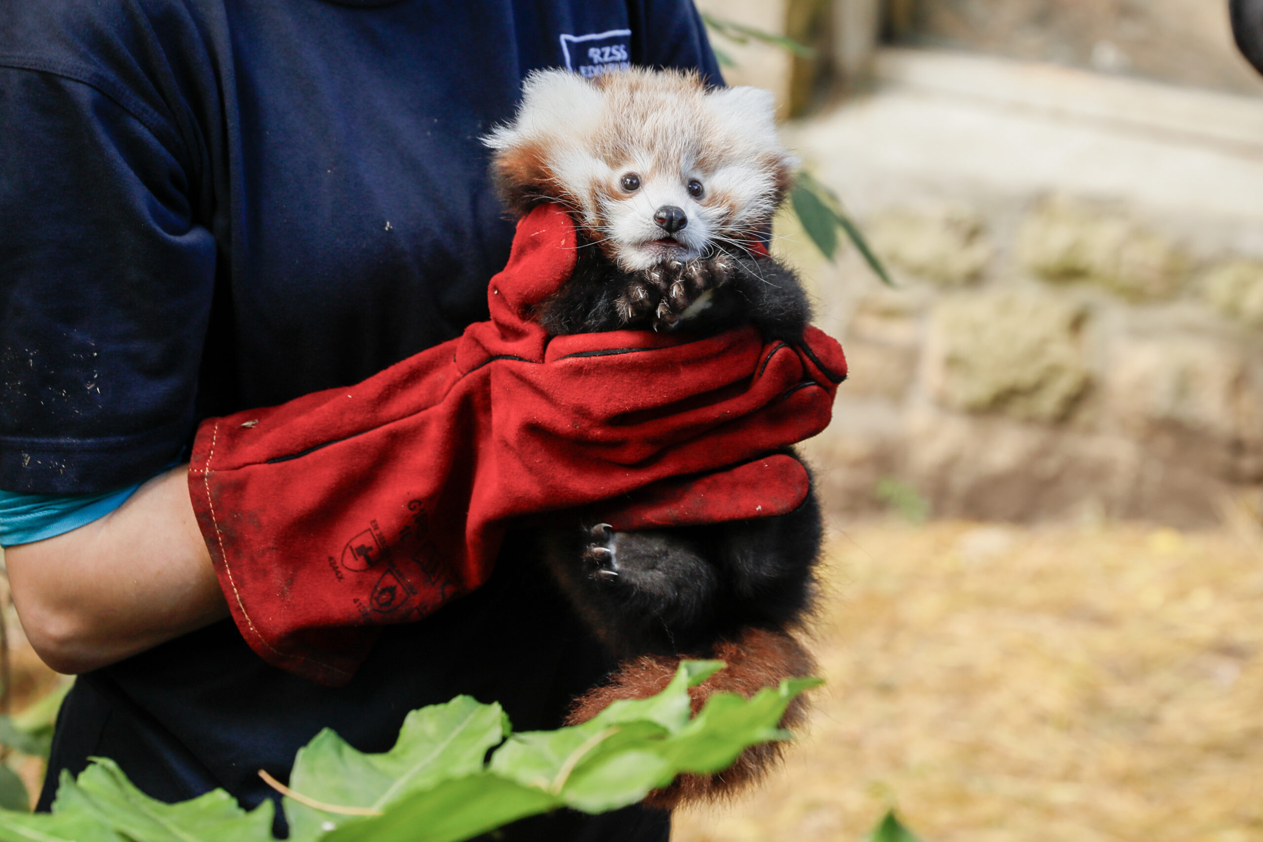 Das gestorbene Panda Junges, als es noch lebte, in den Händen eines Tierpflegers