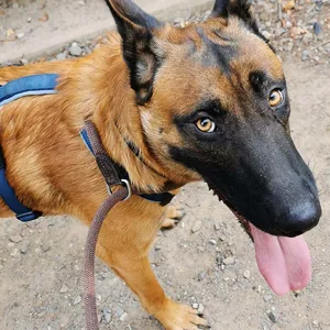 Clint im Hundeglück: Verwahrloster Fundhund geht in den Polizeidienst