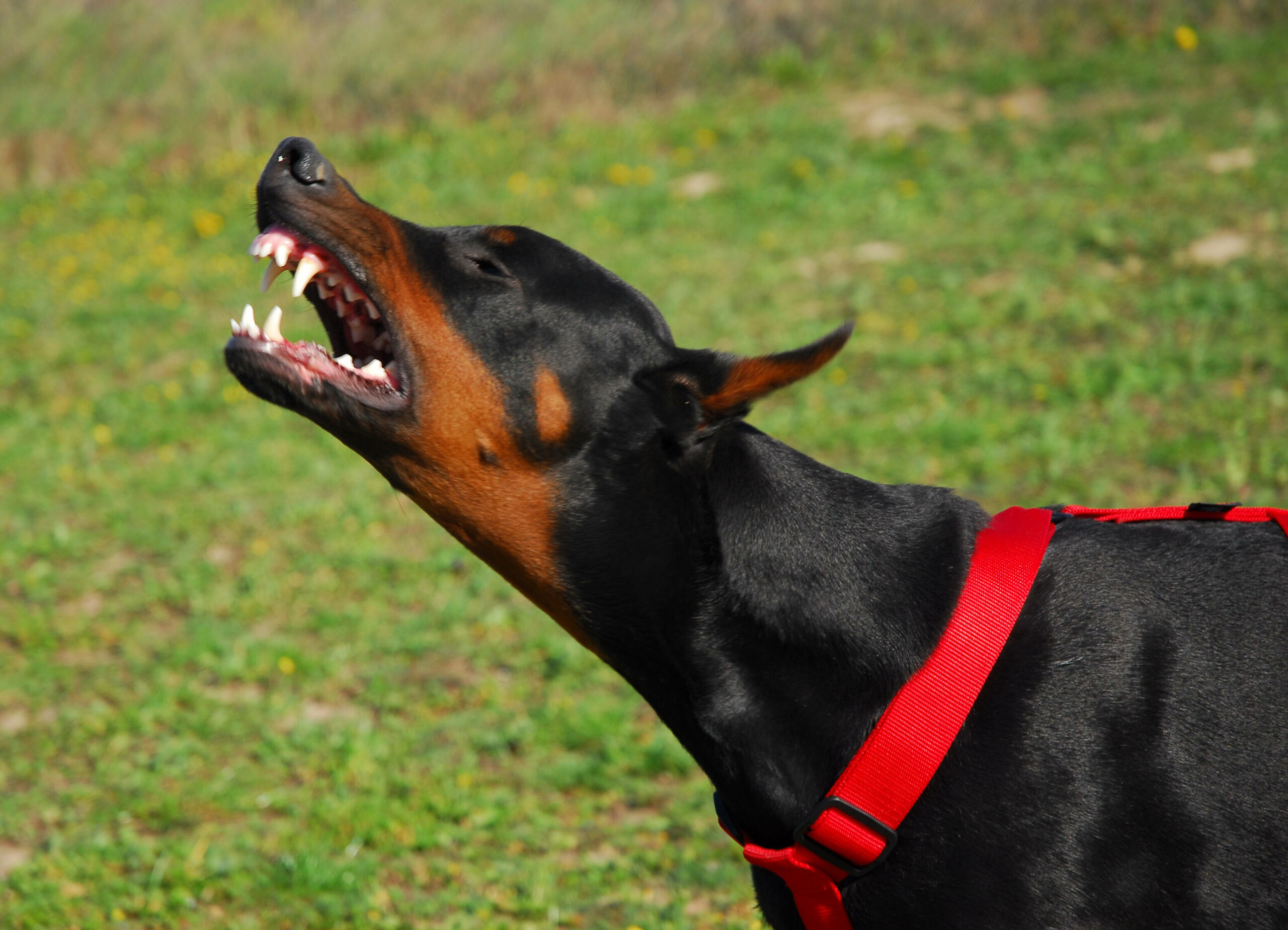 Der Dobermann soll die Frau unvermittelt gebissen haben. (Symbolfoto)