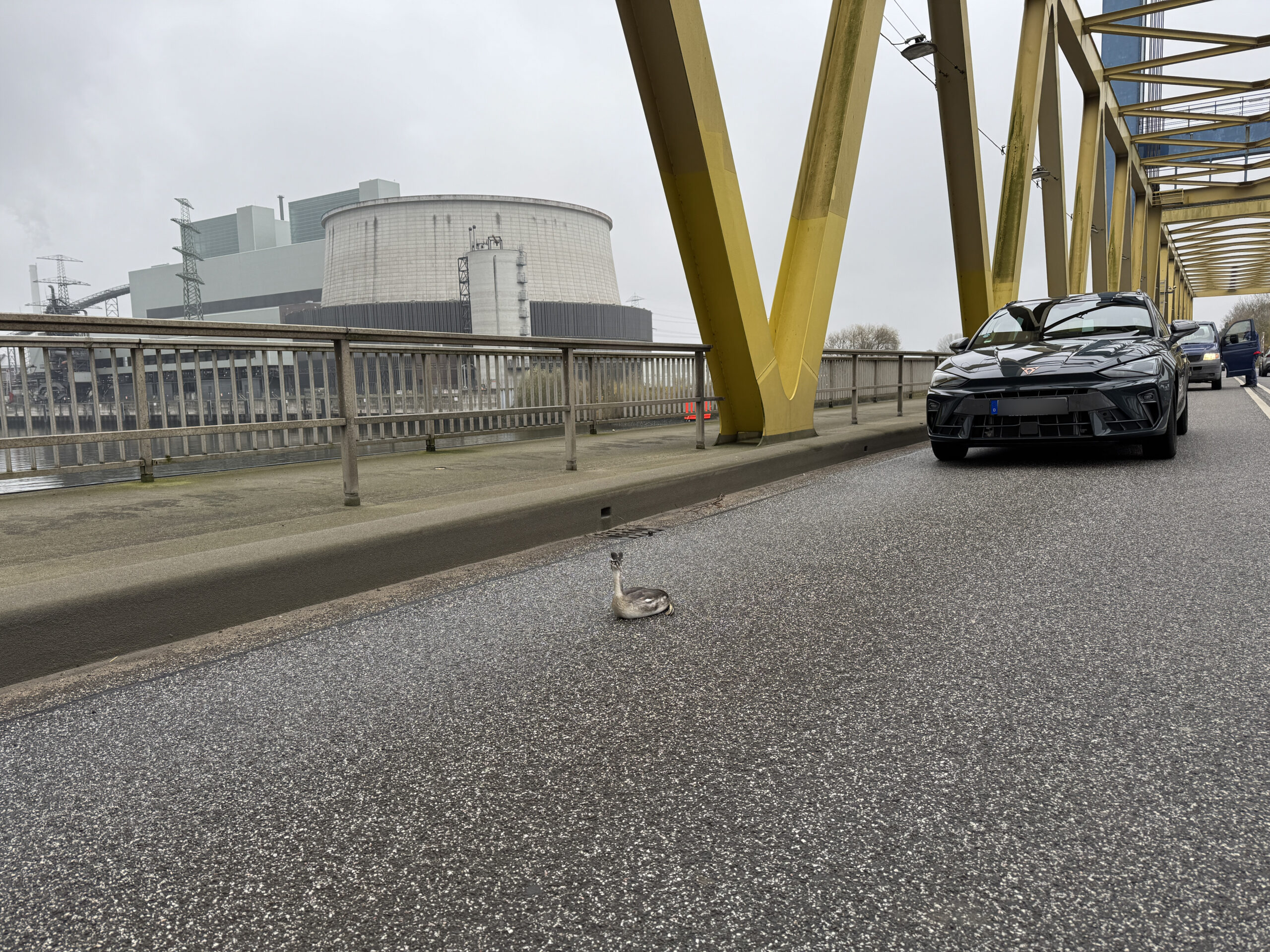 Dieser kleine Vogel lag verletzt auf der Brücke in Moorburg.