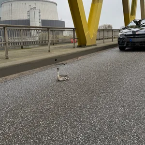 Dieser kleine Vogel lag verletzt auf der Brücke in Moorburg.