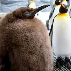 Pinguinküken Pesto mit Artgenossen