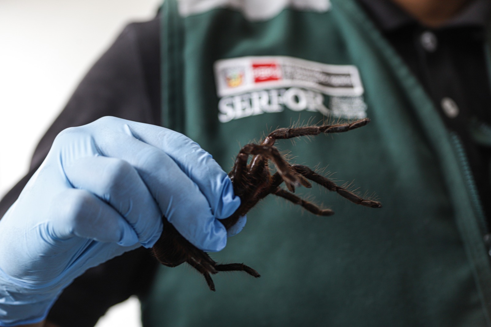 Ein Mitarbeiter der Forst- und Wildtierbehörde von Peru zeigt eine geschütze Vogelspinne, die ein Mann unter seinem Sweatshirt nach Asien schmuggeln wollte.