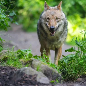 Ein Wolf