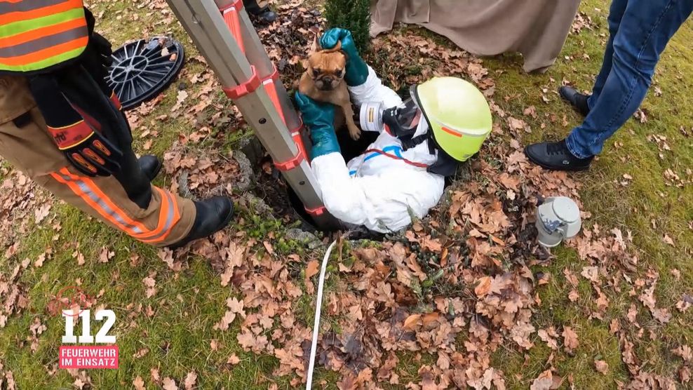 Ein Hund wird aus einem Loch gerettet.