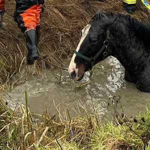 Das Pferd „Donna“ konnte nach über 45 Minuten aus dem kalten Graben gerettet werden.