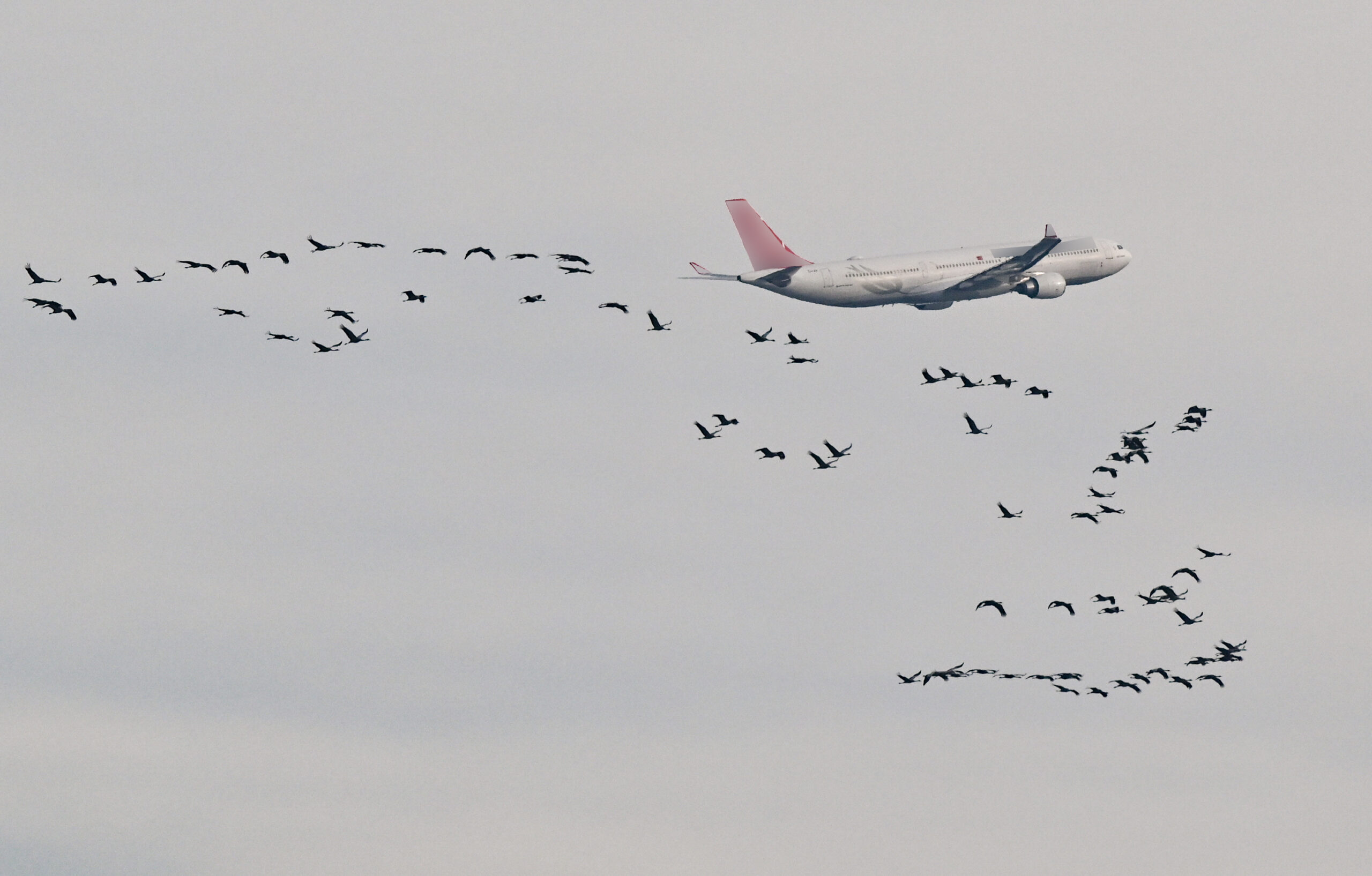 Dass Flugzeuge mit Vögeln kollidieren, kann immer mal wieder vorkommen (Symbolbild).