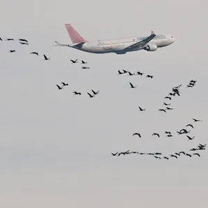 Dass Flugzeuge mit Vögeln kollidieren, kann immer mal wieder vorkommen (Symbolbild).