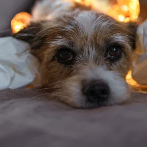 Ein trauriger Hund an Silvester. (Symbolbild)