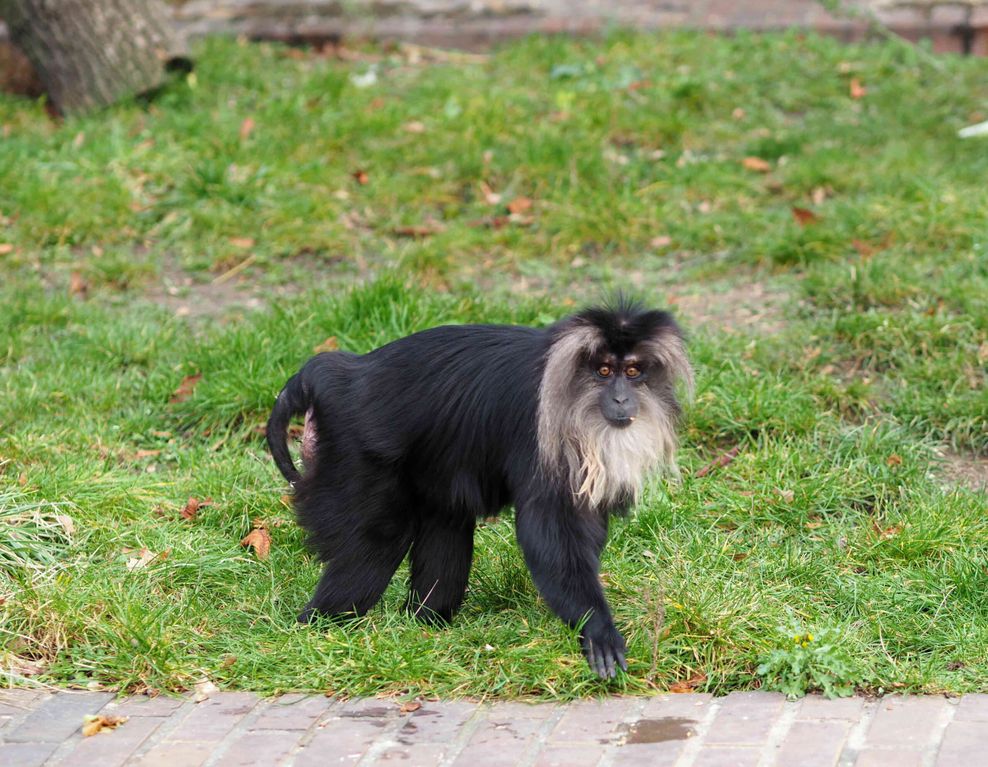 Ein Affe auf einer Wiese