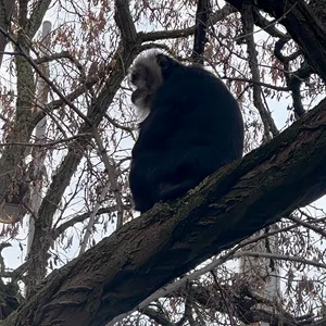 Ein Affe sitzt auf einem Baum