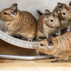 Degus