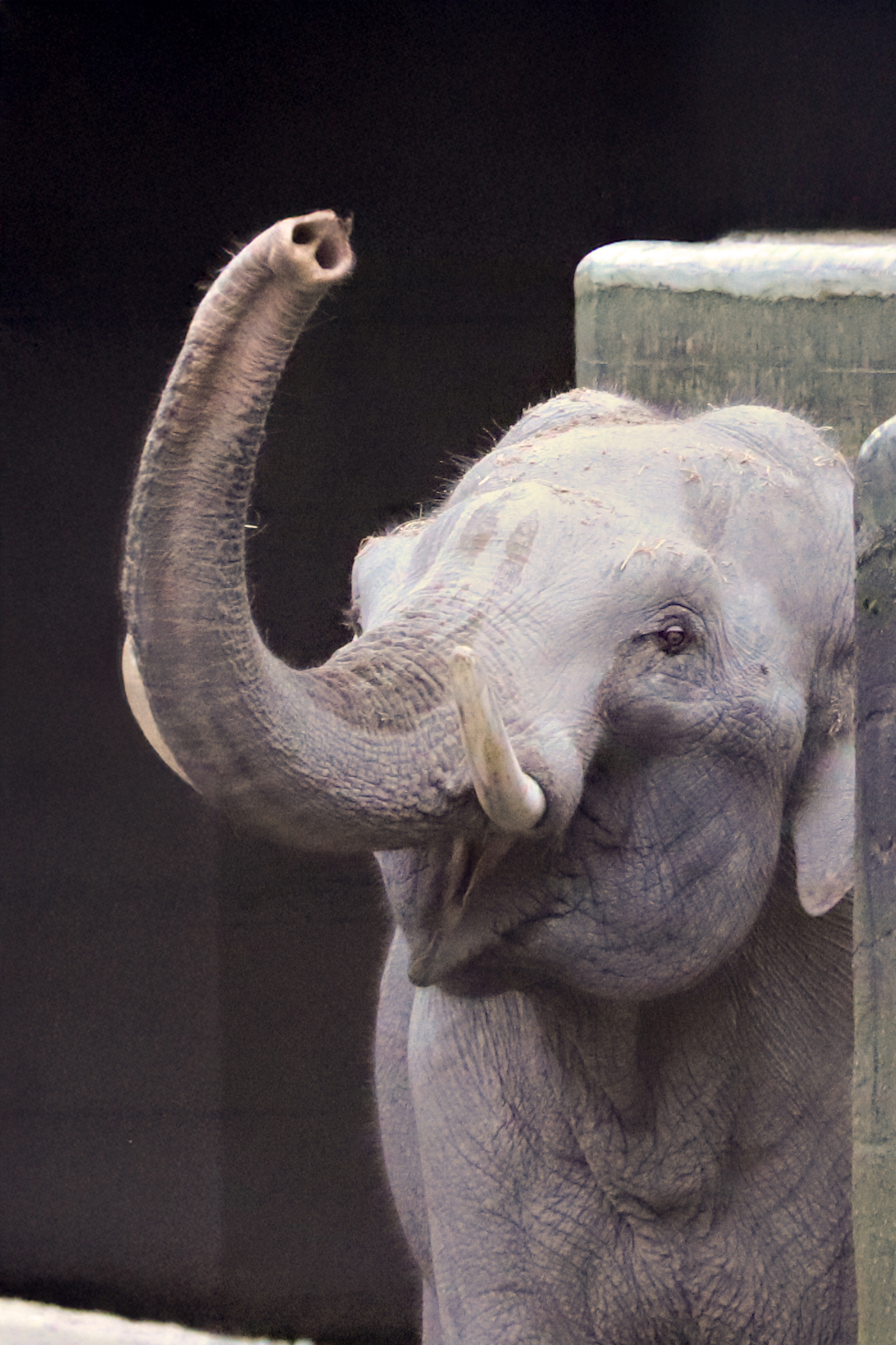 Der neue Elefantenbulle im Hamburger Tierpark Hagenbeck heißt Maurice.