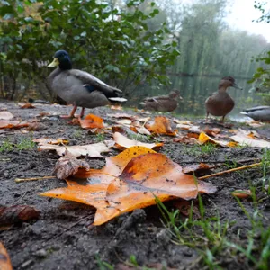 Enten im Herbstlaub