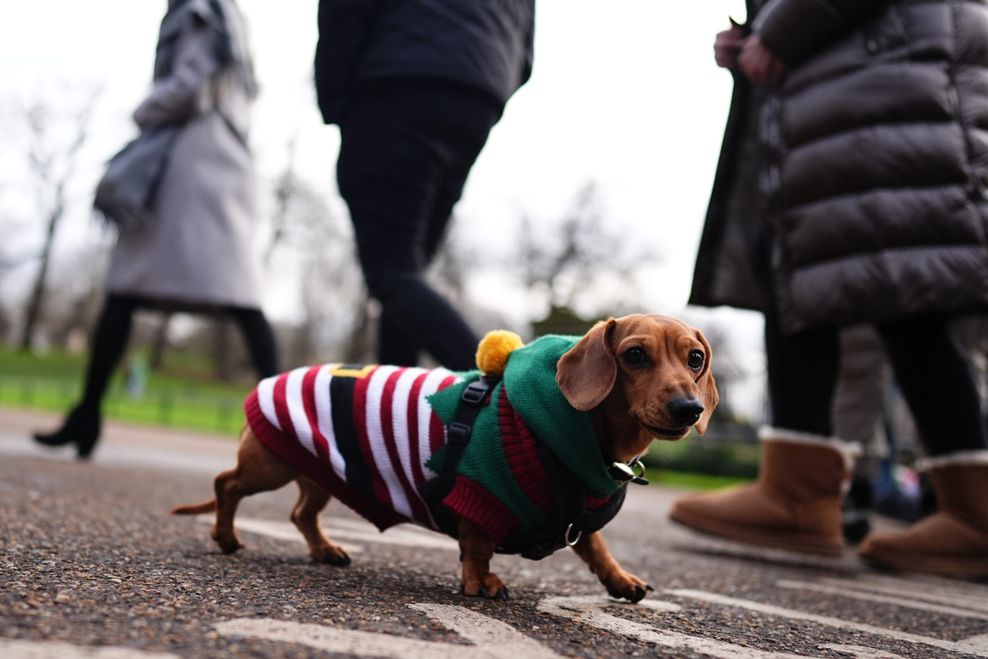 Ein Hund im Elfenkostüm beim Advents-Dackeltreffen im Hyde Park.