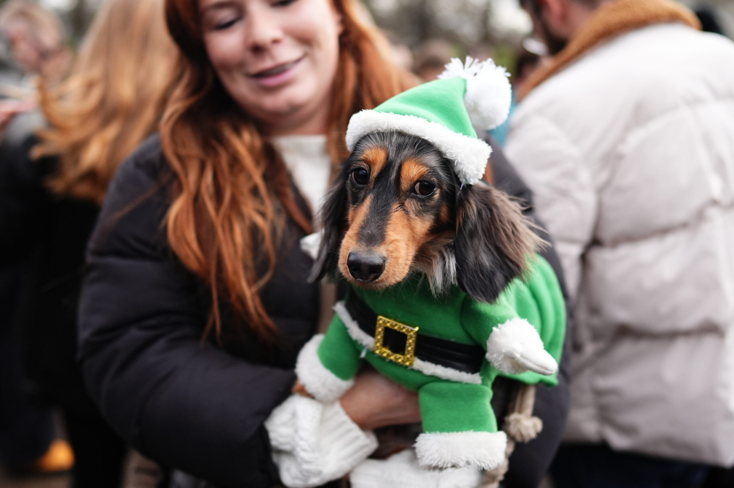 Ein kleiner Dackel-Weihnachtsmann (oder -frau) bei der Parade in London.