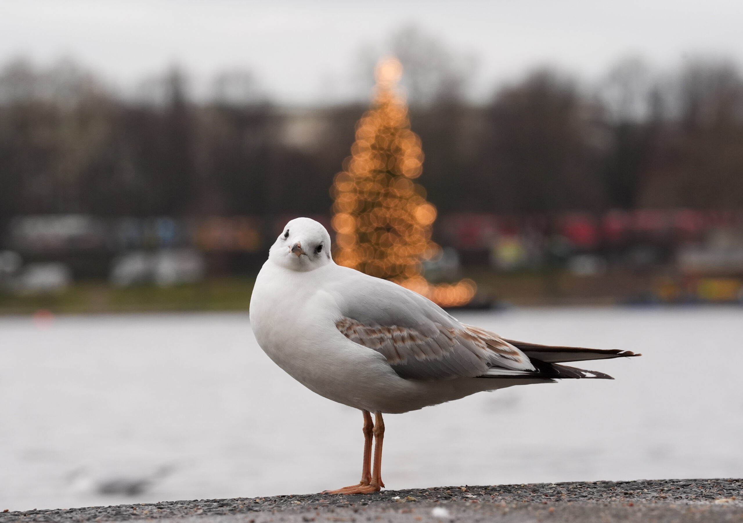 Weihnachtswetter