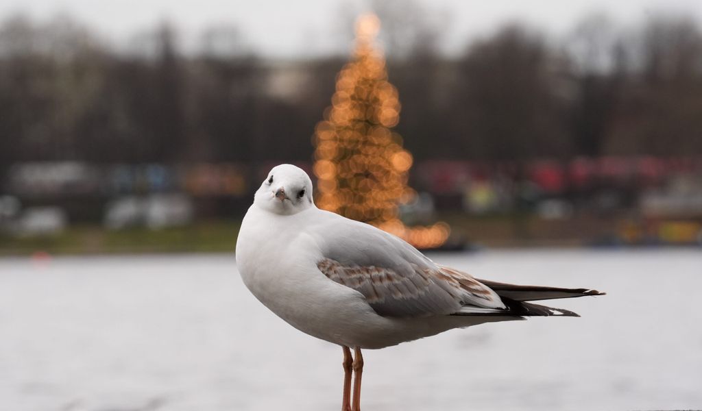 tr-bes-weihnachtswetter-aber-einen-lichtblick-gibt-es