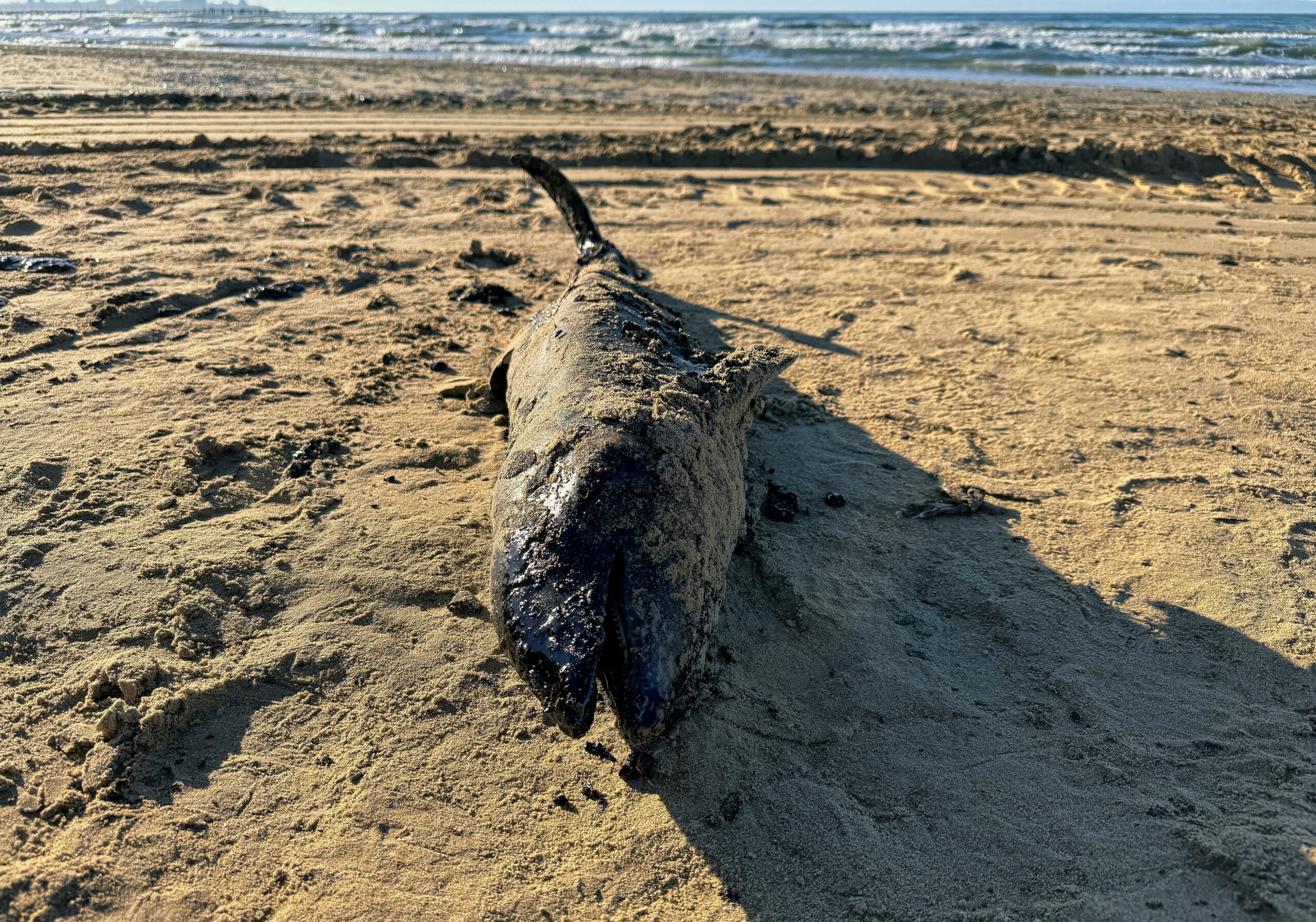 Ein toter Delfin mit Sand und Öl bedeckt